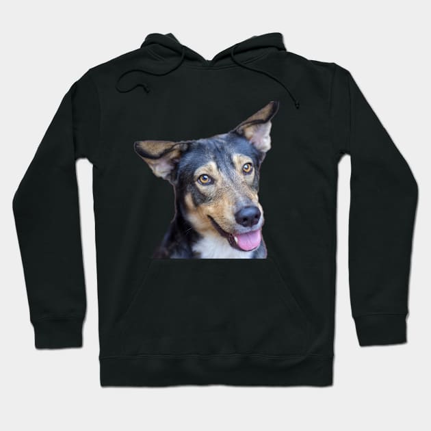 beautiful dog Hoodie by rickylabellevie